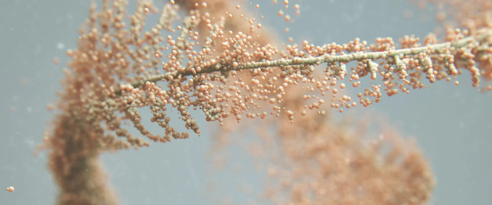 Microcurrent myernk